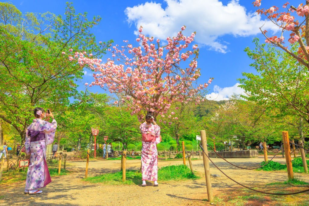 Maruyama Park Kimono Sakura