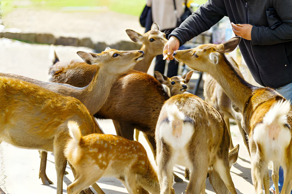Nara-Deer-Park-Japan-Proposal