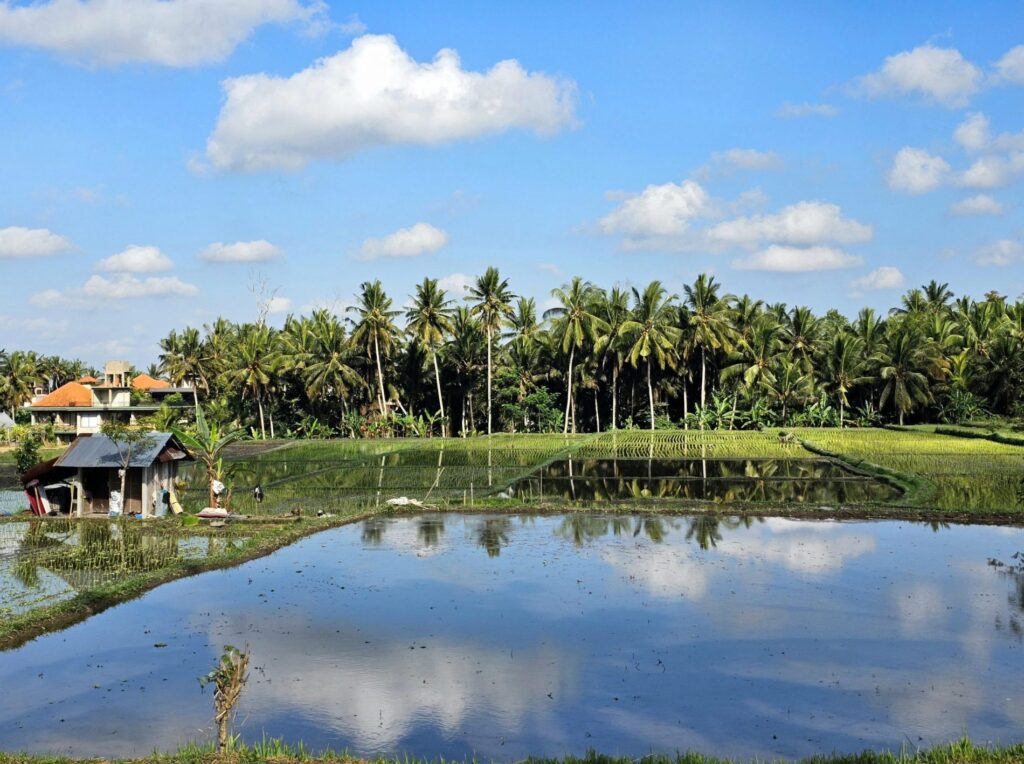 Sweet-Orange-Walk-Trail-Ubud-Indonesia