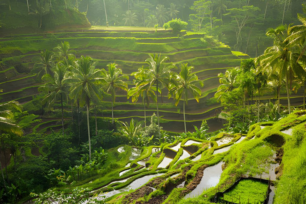 Tegalalang-Rice-Terraces-Ubud-Indonesia