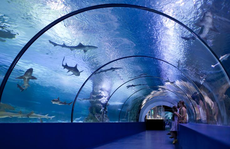 Osaka-Aquarium-Kaiyukan