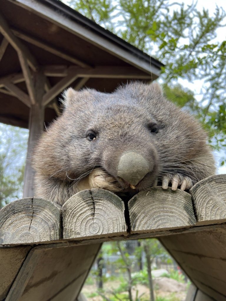 Satsukiyama-Zoo-Park-Osaka-Wombat