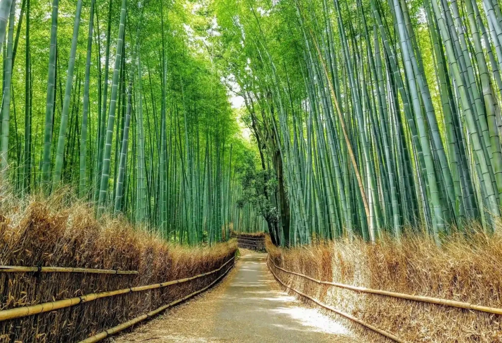 arashiyama bamboo forest
