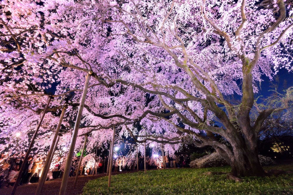 Where to See Sakura in Tokyo? 18 Cherry Blossoms Photo Spots You Shouldn’t Miss