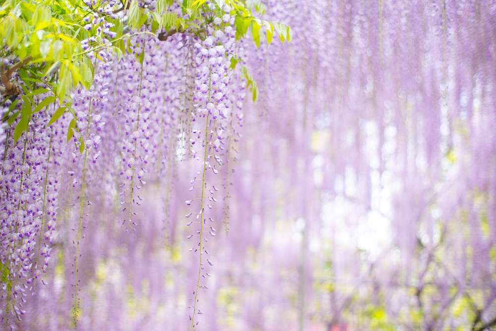 9 Most Beautiful Wisteria Photo Spots In Tokyo