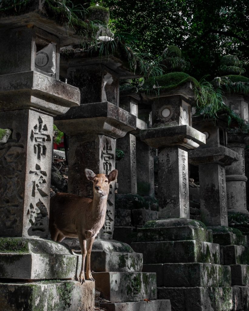 Kasuga Taisha Deer Nara Japan