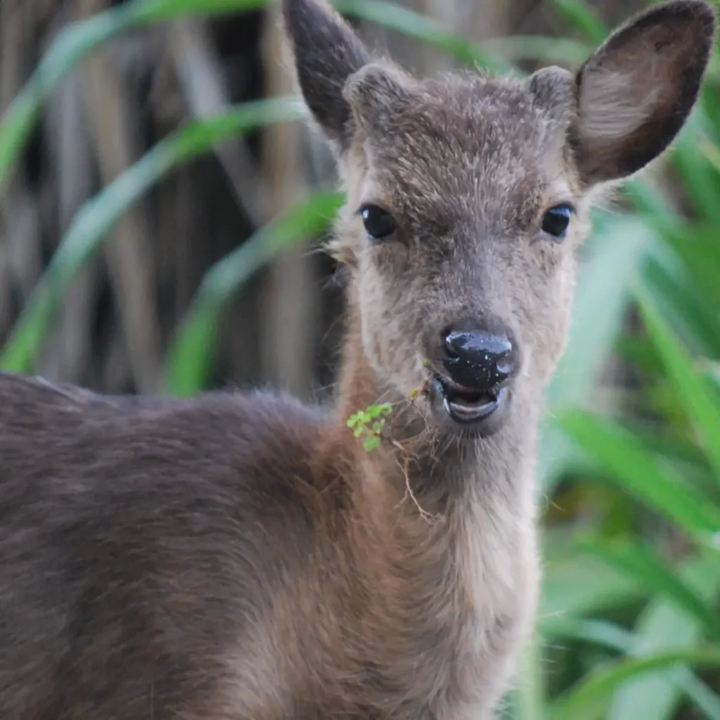 Kerama Islands Deer