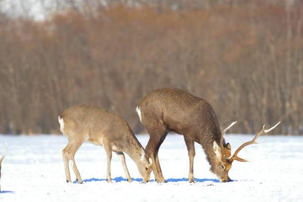 Kushiro Marsh Deer Hokkaido
