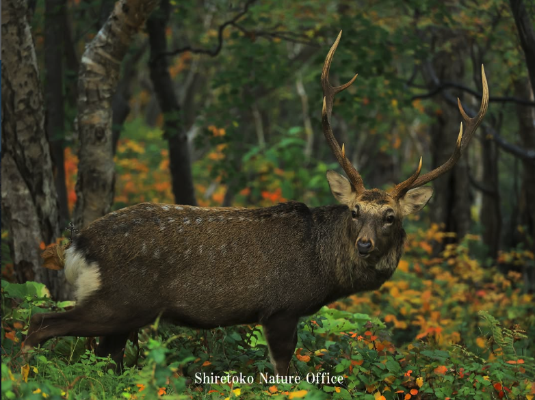 Shiretoko Peninsula Deer Hokkaido