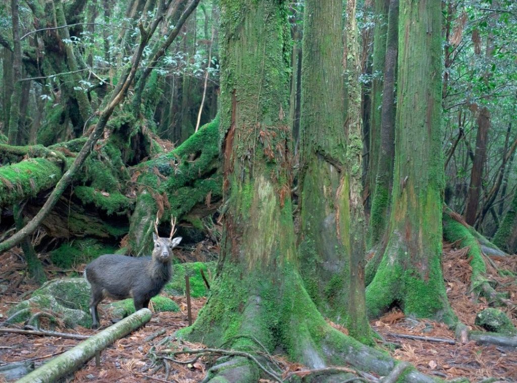 Yakushima Island Deer Forest Japan