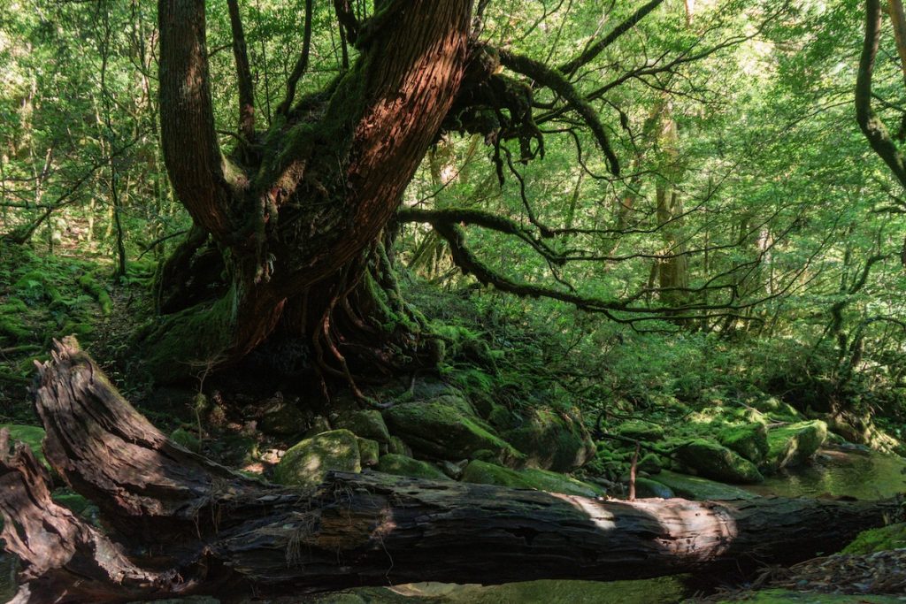 Yakushima Island Japan