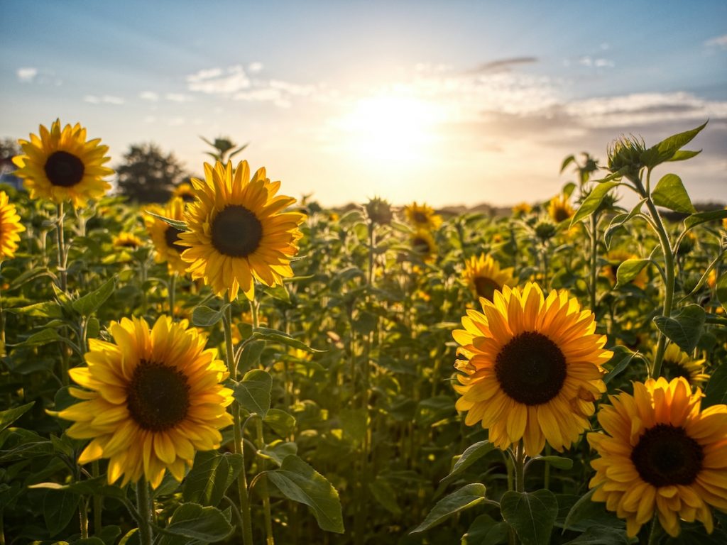 Akeno Sunflower Fields